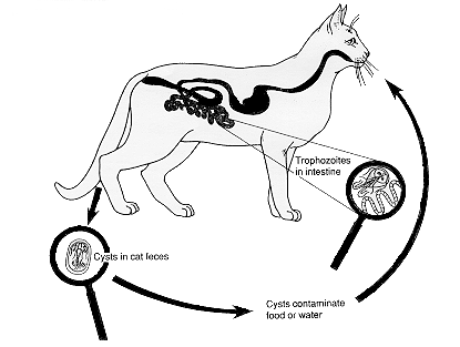 Figure 1. Life Cycle of Giardia in Cats