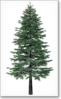 White Spruce