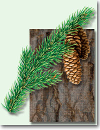 White Spruce needles and bark