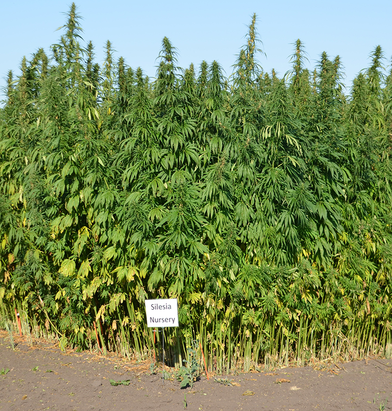 Silesia Nursery hemp crop