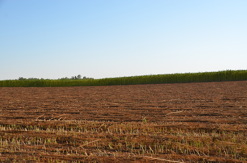 Hemp growing and retting