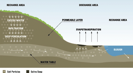 Generalized saline seep formation