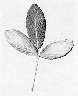 Figure 1. Leaf damaged by the spotted alfalfa aphid.