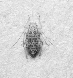 Figure 3. Wingless spotted alfalfa aphid