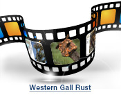 Western Gall Rust Slide Show